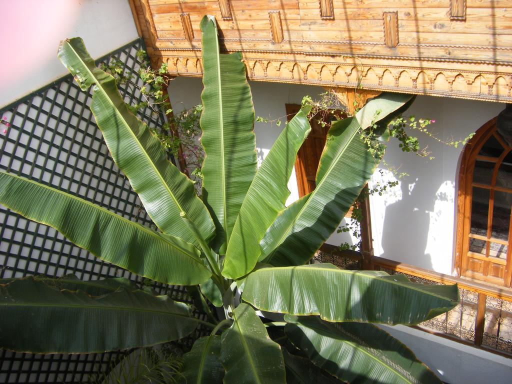 Riad Irene