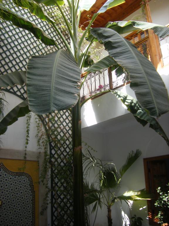 Riad Irene